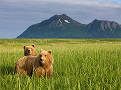 Iditarod
