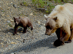 Iditarod