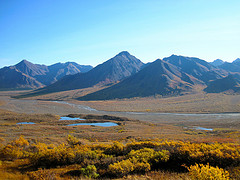 Iditarod